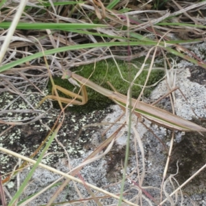 Tenodera australasiae at Molonglo Valley, ACT - 13 Apr 2023