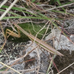 Tenodera australasiae at Molonglo Valley, ACT - 13 Apr 2023