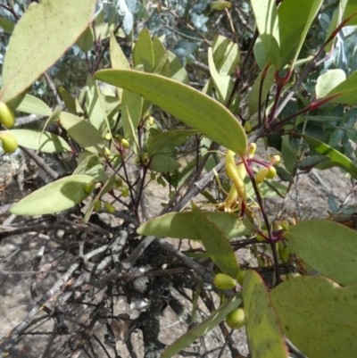 Muellerina celastroides at QPRC LGA - 11 Apr 2023 by Paul4K