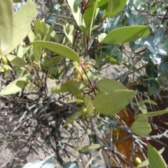 Muellerina celastroides at Boro, NSW - suppressed