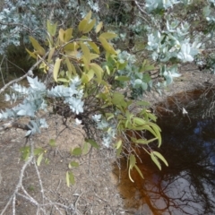 Muellerina celastroides at Boro, NSW - suppressed