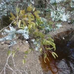 Muellerina celastroides at Boro, NSW - 11 Apr 2023