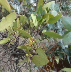 Muellerina celastroides at Boro, NSW - suppressed