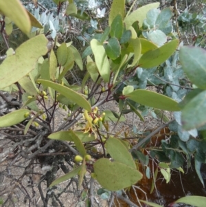 Muellerina celastroides at Boro, NSW - suppressed