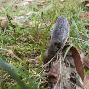 Drechmeria gunnii at Boro, NSW - 12 Apr 2023