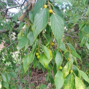 Celtis australis at Molonglo Valley, ACT - 13 Apr 2023 10:47 AM