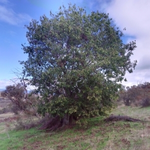 Celtis australis at Molonglo Valley, ACT - 13 Apr 2023 10:47 AM