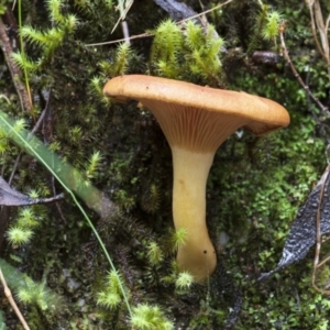 zz agaric (stem; gills not white/cream) at Paddys River, ACT - 8 Apr 2023 12:36 PM