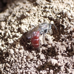 Lasioglossum (Parasphecodes) sp. (genus & subgenus) at Murrumbateman, NSW - 4 Apr 2023 03:47 PM