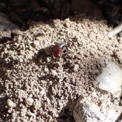 Lasioglossum (Parasphecodes) sp. (genus & subgenus) at Murrumbateman, NSW - 4 Apr 2023