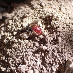 Lasioglossum (Parasphecodes) sp. (genus & subgenus) at Murrumbateman, NSW - 4 Apr 2023