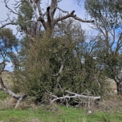 Crataegus monogyna (Hawthorn) at Molonglo Valley, ACT - 13 Apr 2023 by sangio7