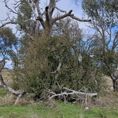 Crataegus monogyna (Hawthorn) at The Pinnacle - 13 Apr 2023 by sangio7