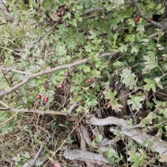 Crataegus monogyna at Molonglo Valley, ACT - 13 Apr 2023