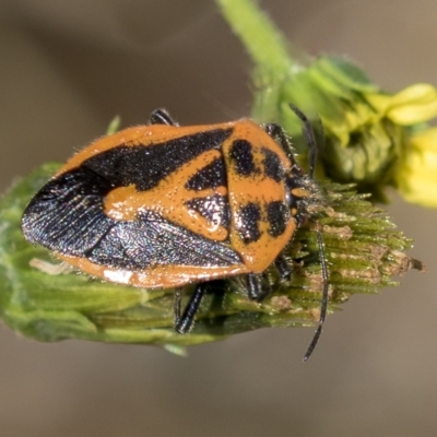 Agonoscelis rutila (Horehound bug) at Cowra, NSW - 13 Apr 2023 by AlisonMilton
