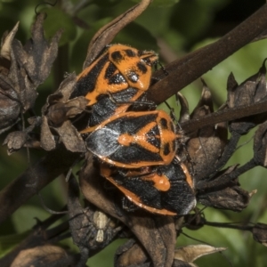 Agonoscelis rutila at Hawker, ACT - 10 Apr 2023