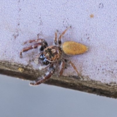 Unidentified Spider (Araneae) at Cowra, NSW - 13 Apr 2023 by AlisonMilton