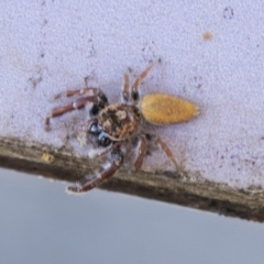 Unidentified Jumping or peacock spider (Salticidae) at Cowra, NSW - 13 Apr 2023 by AlisonMilton