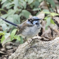 Malurus cyaneus (Superb Fairywren) at Cowra, NSW - 13 Apr 2023 by AlisonMilton