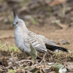 Ocyphaps lophotes (Crested Pigeon) at Cowra, NSW - 13 Apr 2023 by AlisonMilton