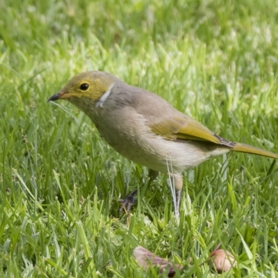 Ptilotula penicillata (White-plumed Honeyeater) at Cowra, NSW - 13 Apr 2023 by AlisonMilton