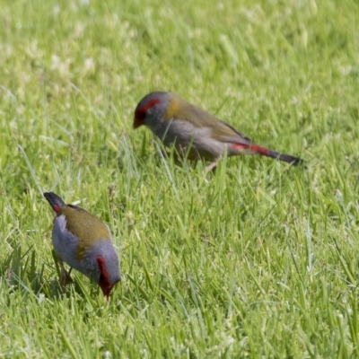 Neochmia temporalis (Red-browed Finch) at Cowra, NSW - 13 Apr 2023 by AlisonMilton