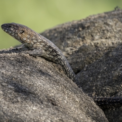 Egernia cunninghami (Cunningham's Skink) at Cowra, NSW - 13 Apr 2023 by AlisonMilton