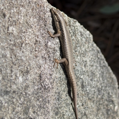 Egernia striolata (Tree Skink) at Cowra, NSW - 13 Apr 2023 by AlisonMilton