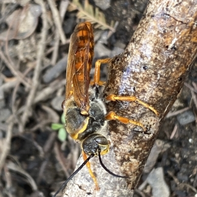 Thynnus zonatus (Native Flower Wasp) at Numeralla, NSW - 10 Apr 2023 by Steve_Bok