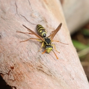 Polistes (Polistes) chinensis at Fyshwick, ACT - 13 Apr 2023 12:21 PM