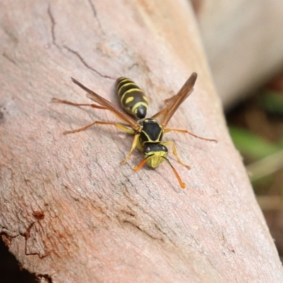 Polistes (Polistes) chinensis (Asian paper wasp) at Fyshwick, ACT - 13 Apr 2023 by RodDeb