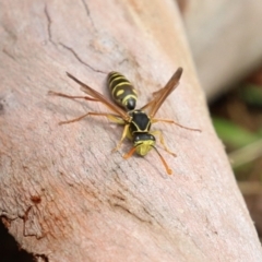 Polistes (Polistes) chinensis (Asian paper wasp) at Fyshwick, ACT - 13 Apr 2023 by RodDeb