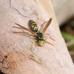 Polistes (Polistes) chinensis at Fyshwick, ACT - 13 Apr 2023