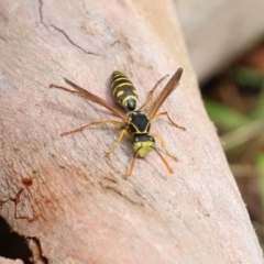 Polistes (Polistes) chinensis at Fyshwick, ACT - 13 Apr 2023 12:21 PM