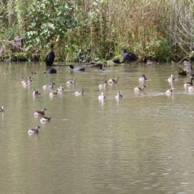 Tachybaptus novaehollandiae (Australasian Grebe) at Jerrabomberra Wetlands - 13 Apr 2023 by RodDeb