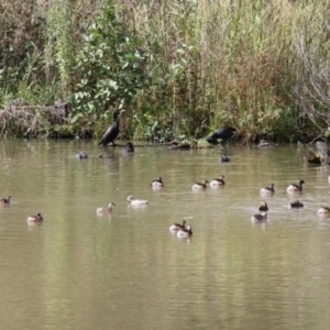 Tachybaptus novaehollandiae at Fyshwick, ACT - 13 Apr 2023