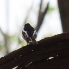 Petroica boodang (Scarlet Robin) at Fyshwick, ACT - 13 Apr 2023 by RodDeb