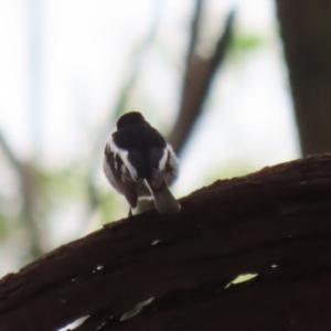 Petroica boodang at Fyshwick, ACT - 13 Apr 2023 12:06 PM