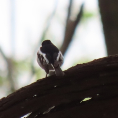 Petroica boodang (Scarlet Robin) at Jerrabomberra Wetlands - 13 Apr 2023 by RodDeb