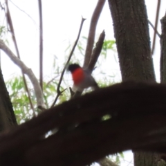 Petroica boodang at Fyshwick, ACT - 13 Apr 2023 12:06 PM