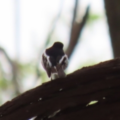 Petroica boodang at Fyshwick, ACT - 13 Apr 2023 12:06 PM