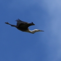 Ardea pacifica (White-necked Heron) at Jerrabomberra Wetlands - 13 Apr 2023 by RodDeb