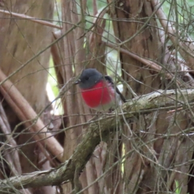 Petroica rosea (Rose Robin) at Jerrabomberra Wetlands - 13 Apr 2023 by RodDeb