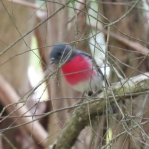 Petroica rosea at Kingston, ACT - 13 Apr 2023