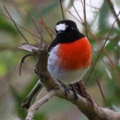 Petroica boodang (Scarlet Robin) at Fyshwick, ACT - 13 Apr 2023 by RodDeb
