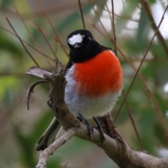 Petroica boodang at Fyshwick, ACT - 13 Apr 2023 01:19 PM