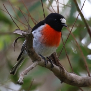 Petroica boodang at Fyshwick, ACT - 13 Apr 2023 01:19 PM