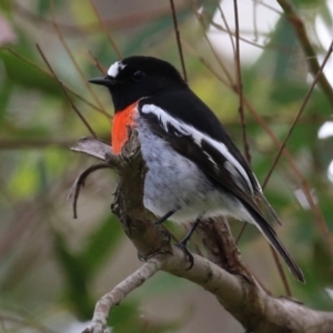 Petroica boodang at Fyshwick, ACT - 13 Apr 2023 01:19 PM