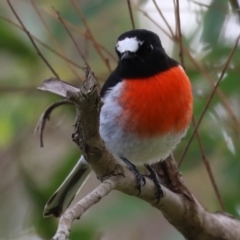 Petroica boodang at Fyshwick, ACT - 13 Apr 2023 01:19 PM