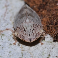 Stenocotis depressa at Ormiston, QLD - 7 Apr 2023 by TimL